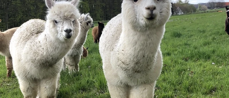 Alpakas am Föhrenbach in Melle